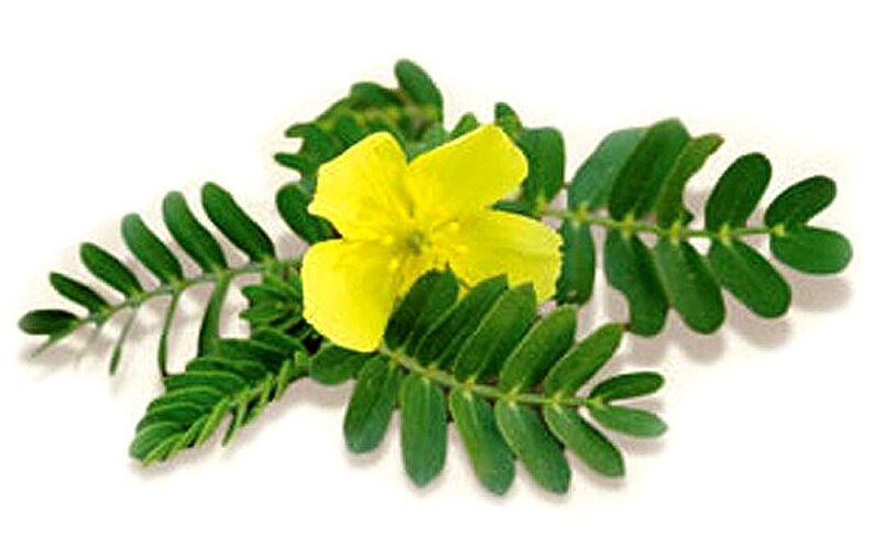 Gluconol obsahuje Tribulus terrestris